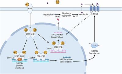 Recent advances in understanding adverse effects associated with drugs targeting the serotonin receptor, 5-HT GPCR